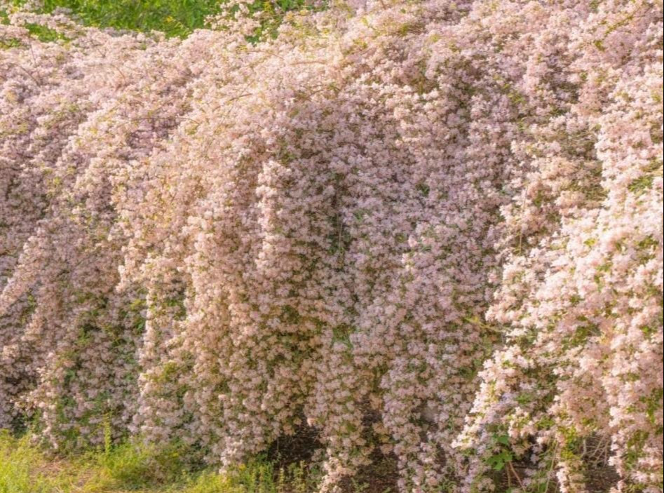 Cây cảnh này tương đối dễ chăm sóc. Tưới nước khi đất khô ráo. Chú ý đào rãnh thoát nước vào mùa mưa sẽ gây thối rễ. Bón phân hỗn hợp mỗi tháng một lần trong mùa trồng trọt mùa xuân và mùa hè. Chỉ khi đủ nitơ, phốt pho và kali, bạn mới có thể ra hoa dày đặc và nhiều quả.
