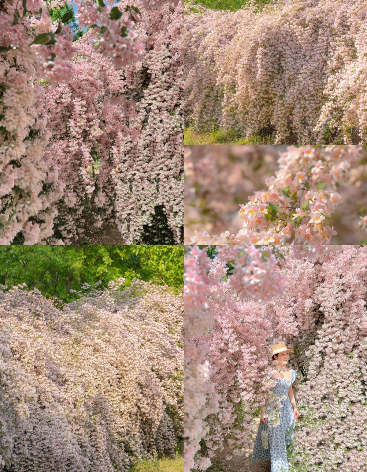  Hoa đẹp có hương thơm thanh nhã, cao quý, giúp mọi người thư giãn và hạnh phúc. Những cành hoa đung đưa trước gió như đang nhảy vũ điệu vui vẻ. Trồng cây cảnh này trong nhà, một lúc nào đó, bạn sẽ biết được cảm giác thế nào là "rơi vào biển hoa".