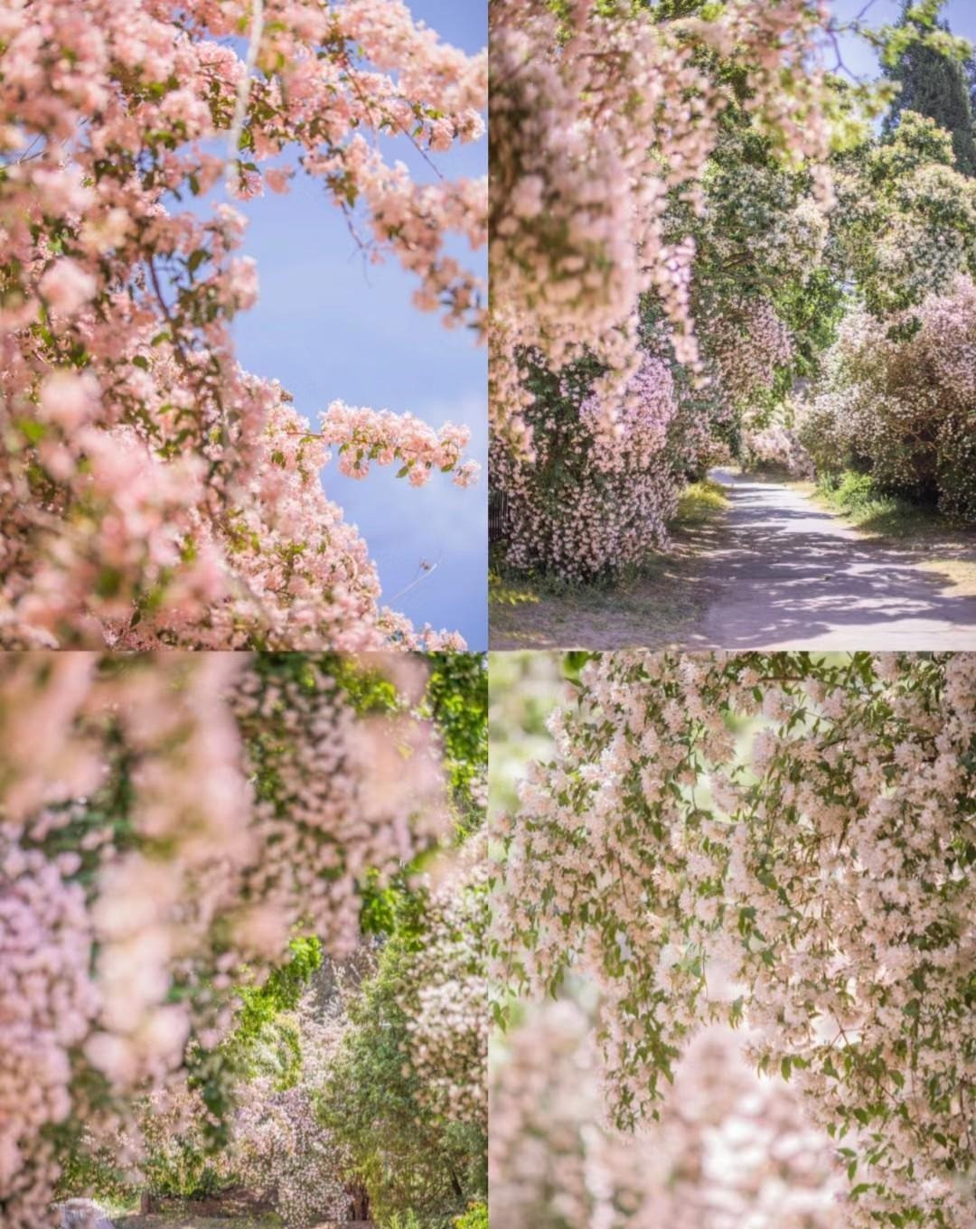  Cây cảnh này nở muộn hơn một chút so với các loại cây bụi mùa xuân khác và kéo dài đến tháng 6 ở một số khu vực. Loài hoa này còn được gọi là "hoa nhím" vì sau khi hoa tàn sẽ xuất hiện quả có nhiều gai như con nhím.