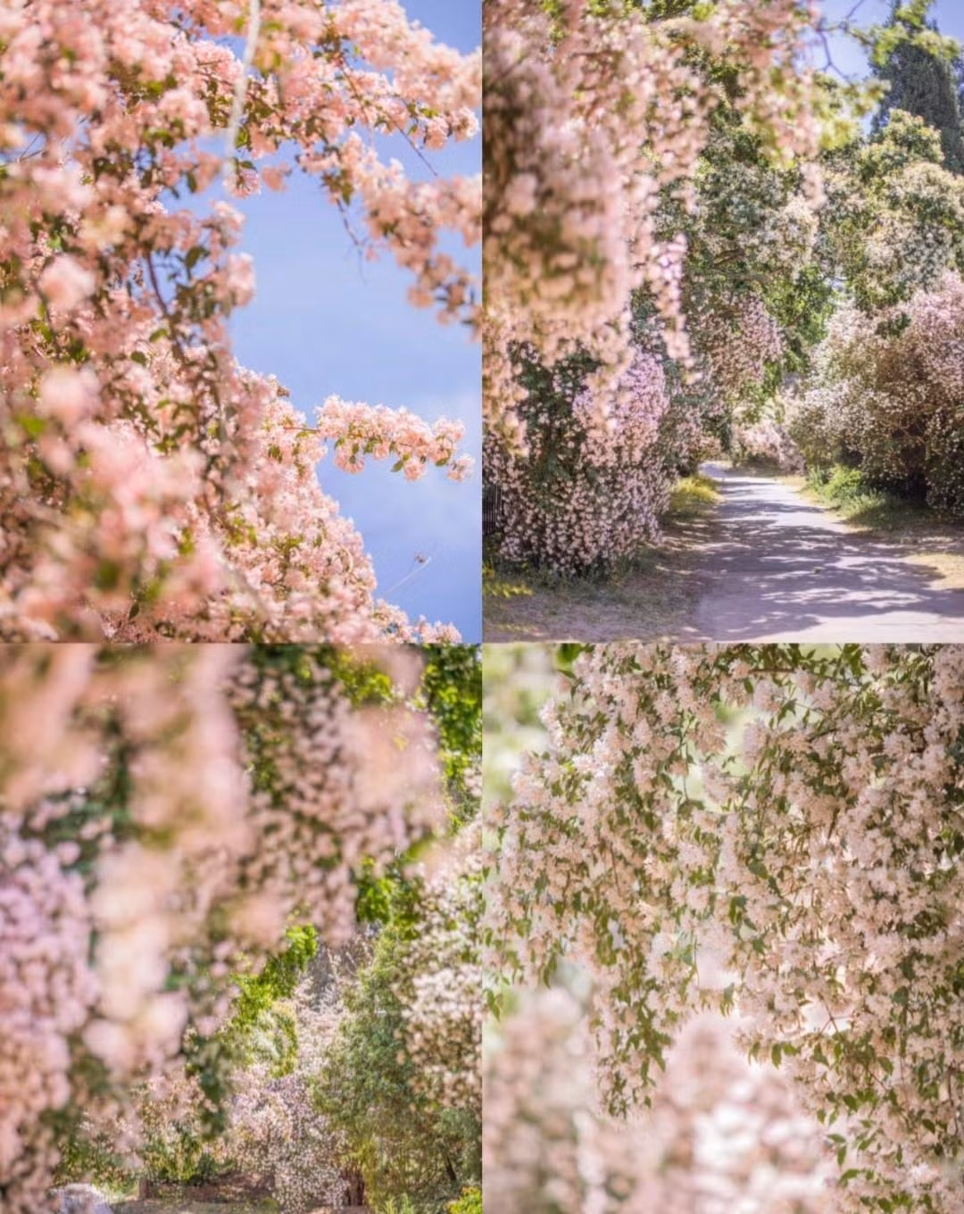  Cây cảnh này nở muộn hơn một chút so với các loại cây bụi mùa xuân khác và kéo dài đến tháng 6 ở một số khu vực. Loài hoa này còn được gọi là "hoa nhím" vì sau khi hoa tàn sẽ xuất hiện quả có nhiều gai như con nhím.