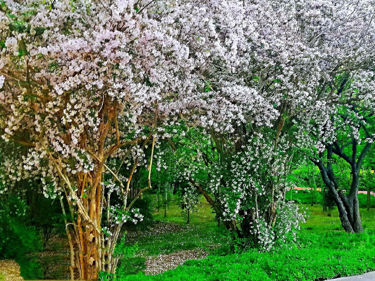 Những bông hoa nở rộ và lộng lẫy, tạo thành những thác hoa, những vòi phun hoa khổng lồ, khiến mọi người như rơi vào trong chuyện cổ tích. Ngắm hoa, bạn sẽ thấy tâm trạng mình như ánh nắng xuân, rực rỡ và tươi sáng. 