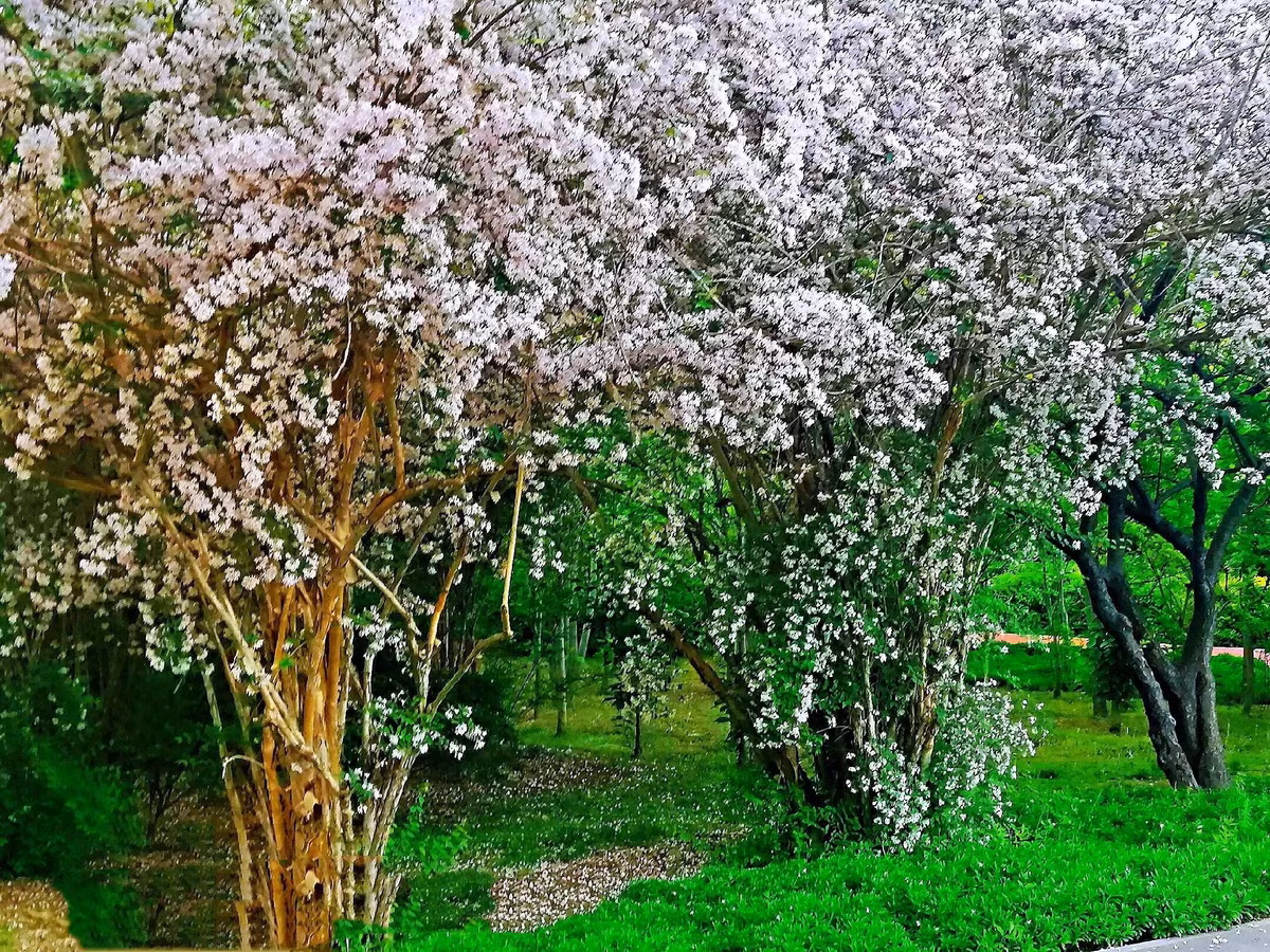 Những bông hoa nở rộ và lộng lẫy, tạo thành những thác hoa, những vòi phun hoa khổng lồ, khiến mọi người như rơi vào trong chuyện cổ tích. Ngắm hoa, bạn sẽ thấy tâm trạng mình như ánh nắng xuân, rực rỡ và tươi sáng. 