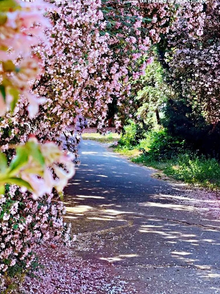 Cây cảnh này thích khí hậu ôn hòa, mát mẻ, chịu lạnh và chịu hạn rất tốt. Cây ưa nắng và chịu được bóng bán phần. Có thể trồng ở nơi có điều kiện thông gió, chiếu sáng tốt trong sân. 