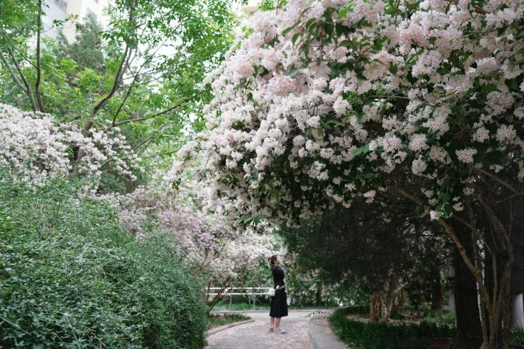 Cây cảnh này đặc biệt thích hợp trồng ở sân vườn, có thể trồng thành từng cụm hai bên đường hoặc trồng riêng lẻ bên các hòn non bộ, ao hồ để tạo nên cảnh quan hoa thơ mộng, lãng mạn.