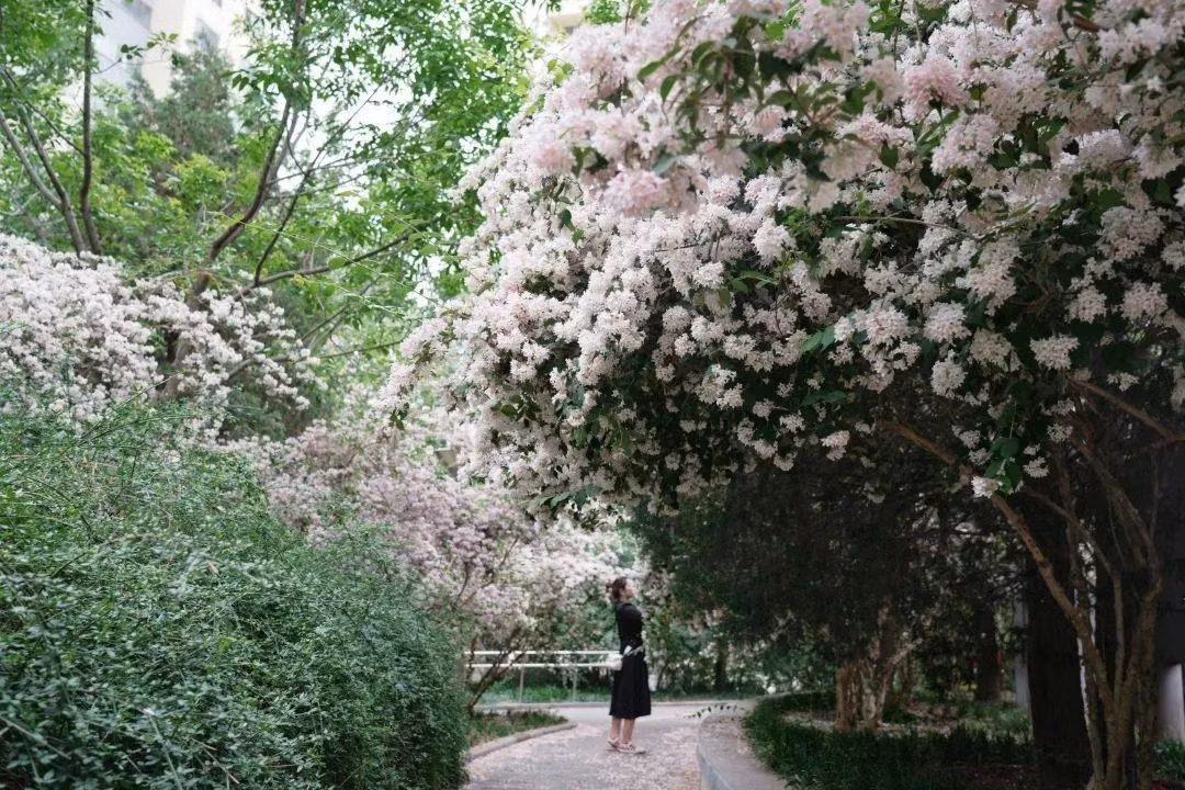 Cây cảnh này đặc biệt thích hợp trồng ở sân vườn, có thể trồng thành từng cụm hai bên đường hoặc trồng riêng lẻ bên các hòn non bộ, ao hồ để tạo nên cảnh quan hoa thơ mộng, lãng mạn.