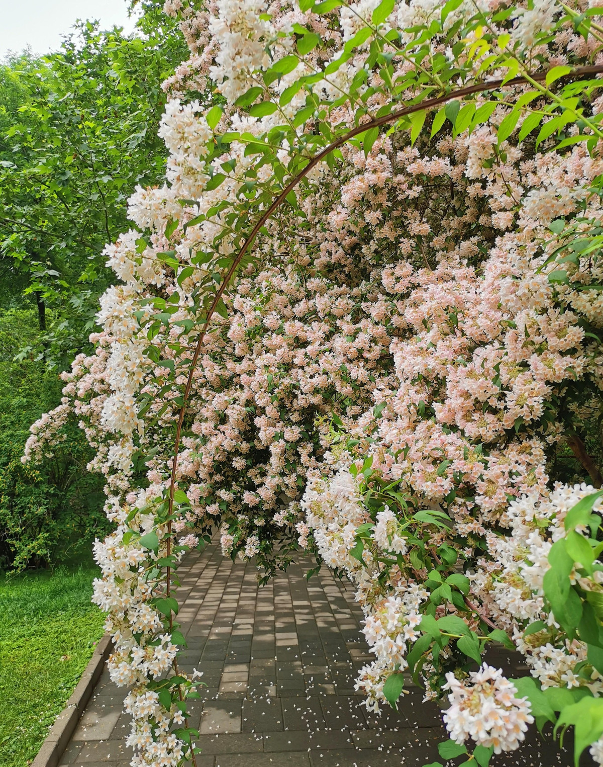 br/> Cây bụi đẹp là một loại cây bụi rụng lá, có nghĩa là lá của nó sẽ thay đổi màu sắc và rụng mỗi năm khi nhiệt độ hạ nhiệt vào mùa thu. Nếu bạn ngưỡng mộ những tán lá mùa thu, bạn sẽ thích loại cây này.