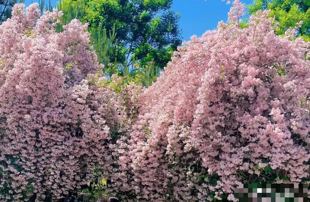  Cây bụi đẹp có khả năng chịu cằn cỗi, thích đất tơi xốp, thoáng khí. Khi trồng có thể chọn đất cát tơi xốp, sâu và tránh dùng đất vườn nặng, dính chặt để đảm bảo cây cảnh phát triển mạnh mẽ hơn.