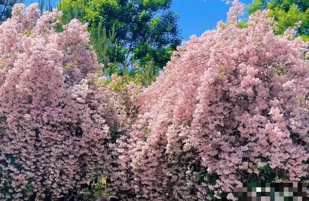  Cây bụi đẹp có khả năng chịu cằn cỗi, thích đất tơi xốp, thoáng khí. Khi trồng có thể chọn đất cát tơi xốp, sâu và tránh dùng đất vườn nặng, dính chặt để đảm bảo cây cảnh phát triển mạnh mẽ hơn.