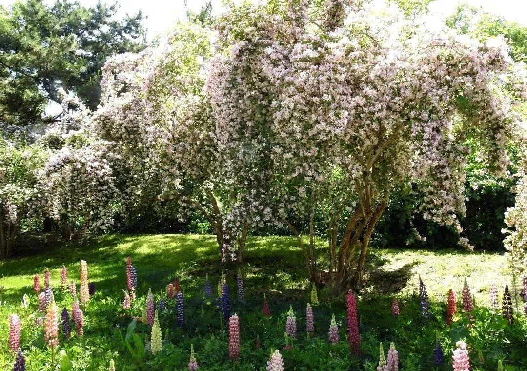 br/> Cây bụi đẹp (Beauty Bush) xứng đáng với tên gọi của nó với sắc hoa vô cùng xinh đẹp. Những chùm hoa màu hồng tạo thành các thác nước khổng lồ trình diễn vào cuối mùa xuân, đầu mùa hạ (khoảng tháng 4, tháng 5). Ngay cả khi chỉ có lá xanh, hình dáng cây rất đẹp, độc đáo, giống như một chiếc bình với lá xanh tràn ra ngoài vậy.