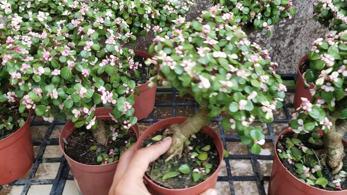  Cây ngọc bích: Đây là loại cây có thân nhỏ, lá tròn và dẹt như đồng xu, chúng được trồng làm cảnh, thích hợp trồng trong các căn nhà hoặc văn phòng, nơi có nhiều bóng râm, ít ánh sáng mặt trời. 