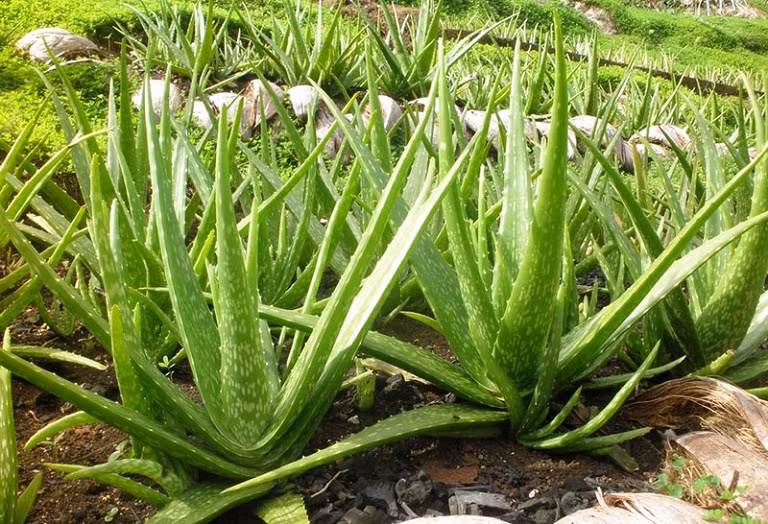  Chúng thích hợp cho những người không có nhiều thời gian rảnh để chăm sóc cây cối thường xuyên. Đây là loại cây dễ trồng và phát triển nhanh. Sở dĩ chúng không cần chăm sóc nhiều vì khả năng chịu hạn tốt.