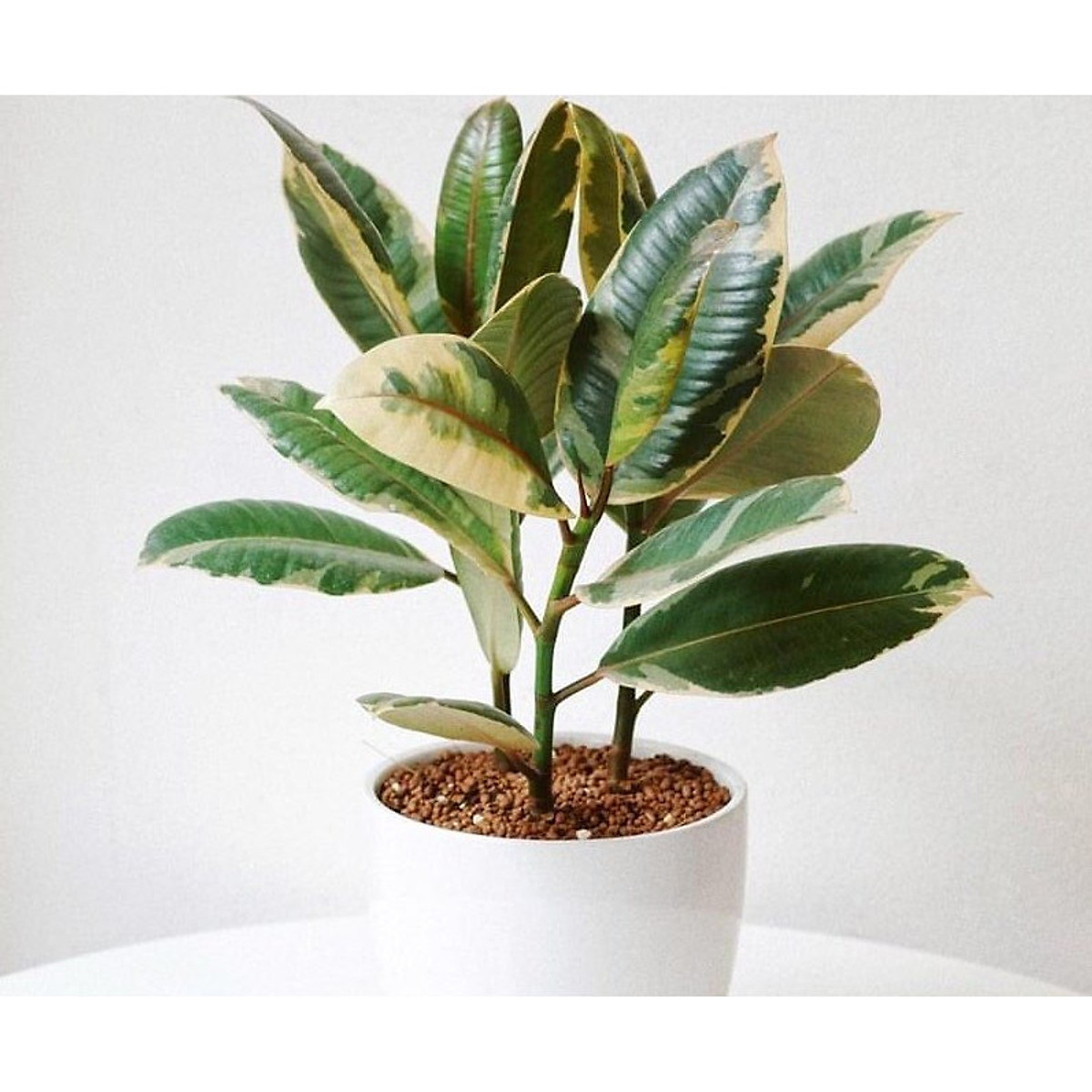  Cây đa cẩm thạch: Cây đa cẩm thạch có lá với màu sắc đẹp, ưa ánh nắng. Tuy nhiên, cây không cần nhiều nước và phát triển tốt ở nhiệt độ 16-27 độ C. Điều đặc biệt là cây đa cẩm thạch có thể giúp hút độc tố trong không khí, thanh lọc đưa lại môi trường sống trong lành cho căn nhà hay văn phòng. 