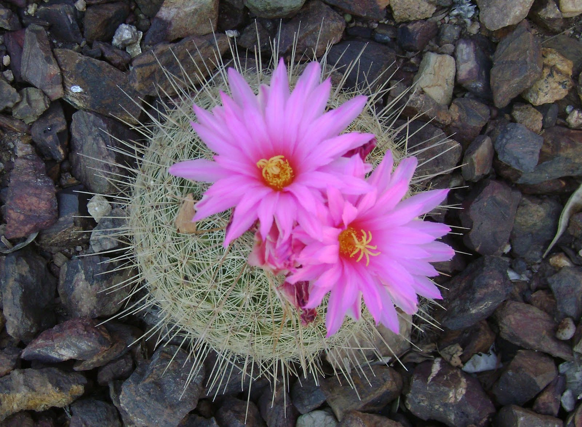  Xương rồng: Khi nhắc đến các cây chịu hạn tốt, không thể không nhắc đến xương rồng. Xương rồng là cây được đặt trong nhà, trên bàn làm việc hoặc ở ban công. 