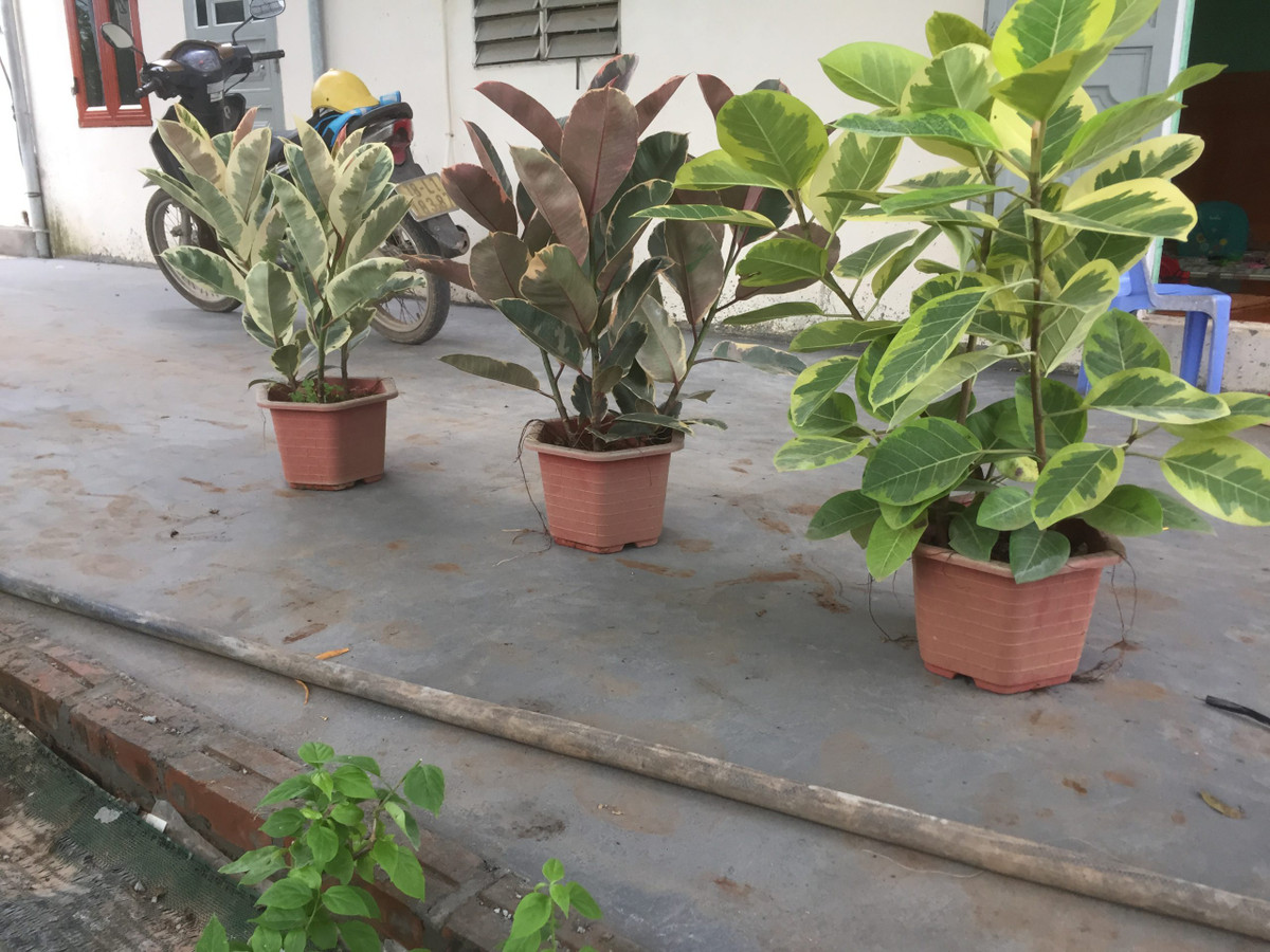  Theo quan niệm trong phong thủy, cây đa cẩm thạch mang đến sự bình an, hòa thuận. Ngoài ra, loại cây này còn tượng trưng cho sự trường tồn, vĩnh cửu.