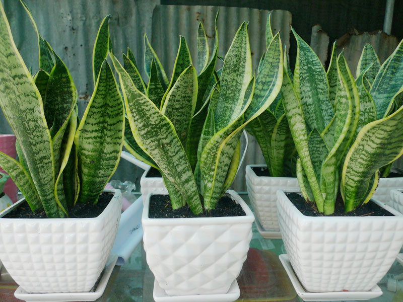  Cây lưỡi hổ: Cây lưỡi hổ được dùng đặt làm cây trang trí trong nhà vì lá có nhiều hoa văn đẹp. Cây mọc thành bụi thấp, cứng cáp và dễ phát triển ở mọi điều kiện trong nhà.