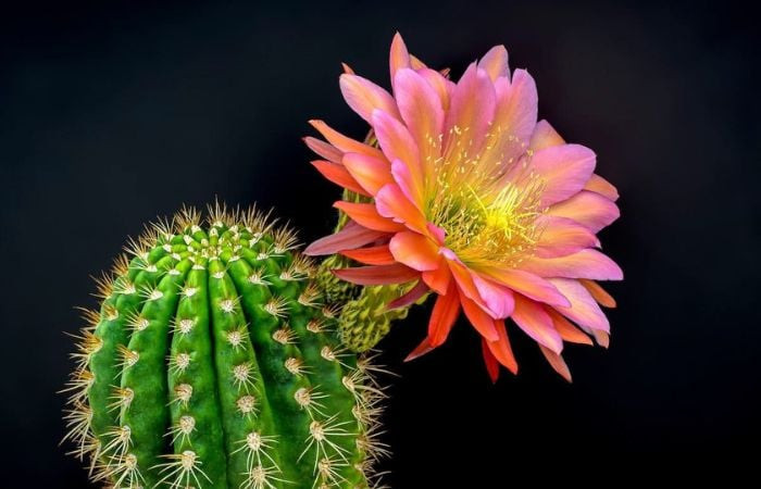 Khi trồng xương rồng, gia chủ không cần quá chăm chỉ. Bởi, nếu bạn tưới nước quá nhiều, cây xương rồng bị úng ngập có thể bị chết. Cho nên, bạn chỉ cần tưới một lượng vừa phải. Cây xương rồng cần tưới nước khoảng một lần trong tuần và có thể sống tốt trong một tháng không tưới n