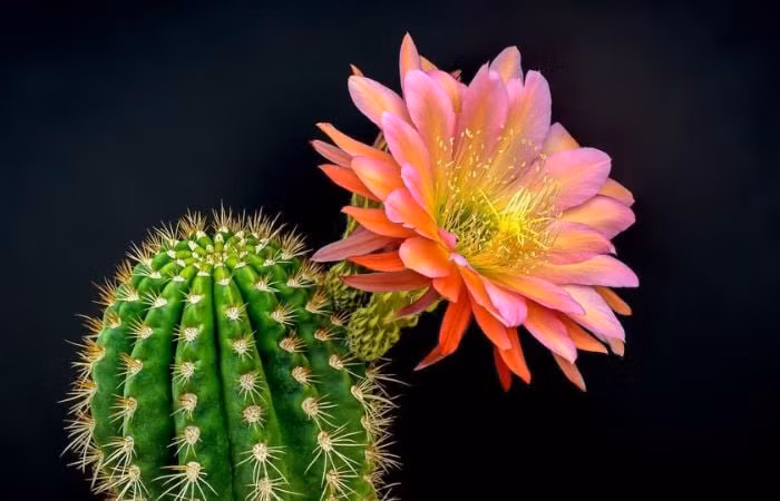 Khi trồng xương rồng, gia chủ không cần quá chăm chỉ. Bởi, nếu bạn tưới nước quá nhiều, cây xương rồng bị úng ngập có thể bị chết. Cho nên, bạn chỉ cần tưới một lượng vừa phải. Cây xương rồng cần tưới nước khoảng một lần trong tuần và có thể sống tốt trong một tháng không tưới n