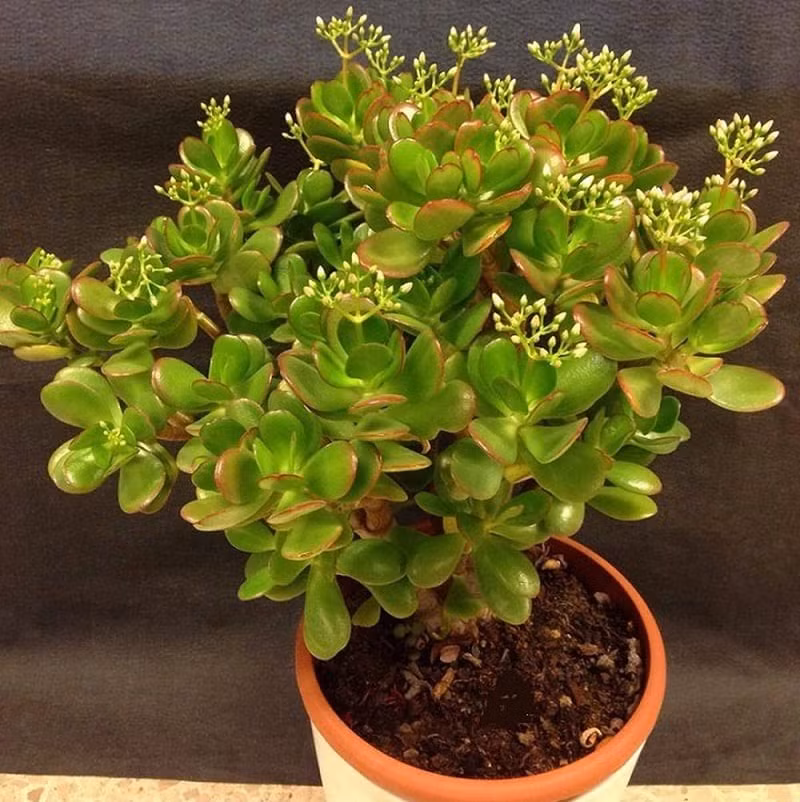 Ưu điểm của loại cây này là không cần chăm sóc nhiều do khả năng chịu hạn tốt. Bạn có thể chỉ cần tưới nước 2-3 ngày/lần mà cây ngọc bích vẫn tươi xanh. Tuy nhiên, thỉnh thoảng gia chủ nên đưa cây ngọc bích ra tiếp xúc với ánh nắng nhẹ, nhất là buổi sáng. 