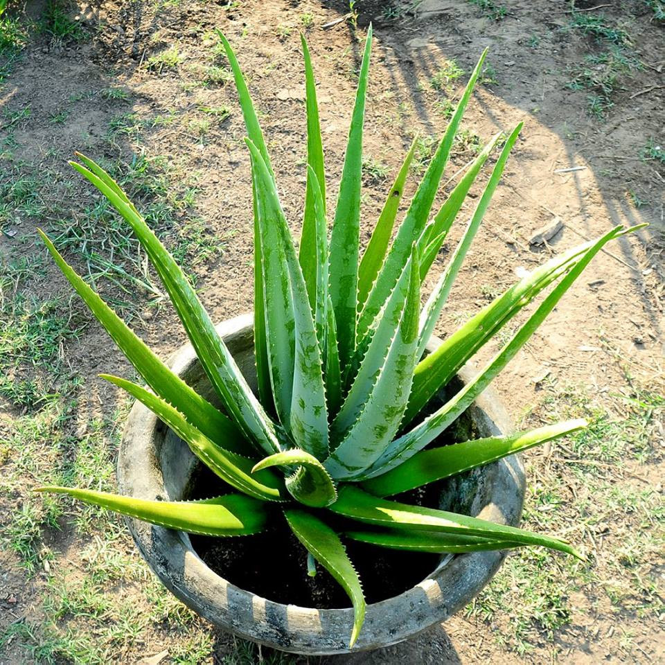  Cây nha đam: Đây là loại cây được nhiều người thích trồng trong phòng. Cây nha đam có thể dùng trong y học giúp chữa nhiều bệnh, bên cạnh đó nó còn mang đến vẻ đẹp xanh tươi, giàu sức sống. 