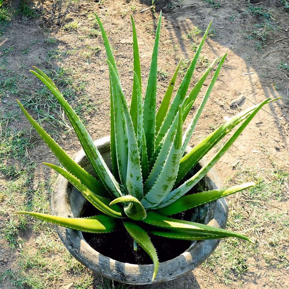  Cây nha đam: Đây là loại cây được nhiều người thích trồng trong phòng. Cây nha đam có thể dùng trong y học giúp chữa nhiều bệnh, bên cạnh đó nó còn mang đến vẻ đẹp xanh tươi, giàu sức sống. 