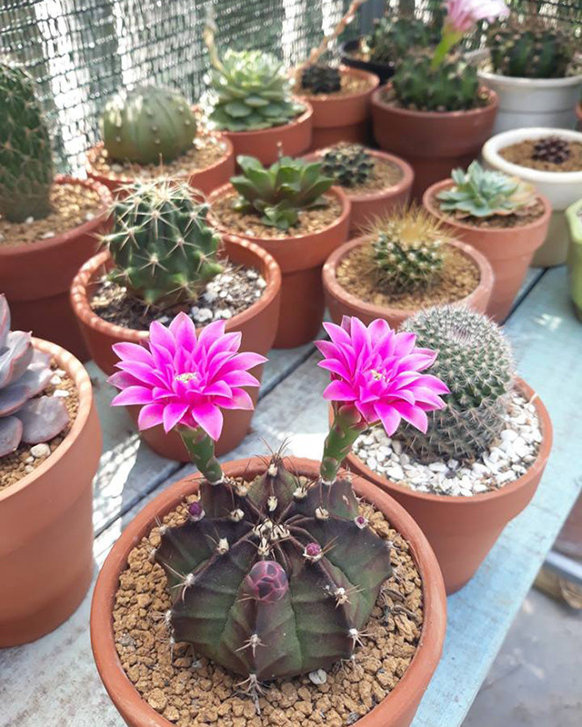 Từ xa xưa, cây xương rồng xuất phát nơi sống là vùng sa mạc, đất khô cằn như hoang mạc. Cho nên, sức chịu đựng với thời tiết nắng nóng, ít nước của cây xương rồng rất lớn. Ngoài sức sống mãnh liệt, cây xương rồng có thể tồn tại lên đến 30 năm.