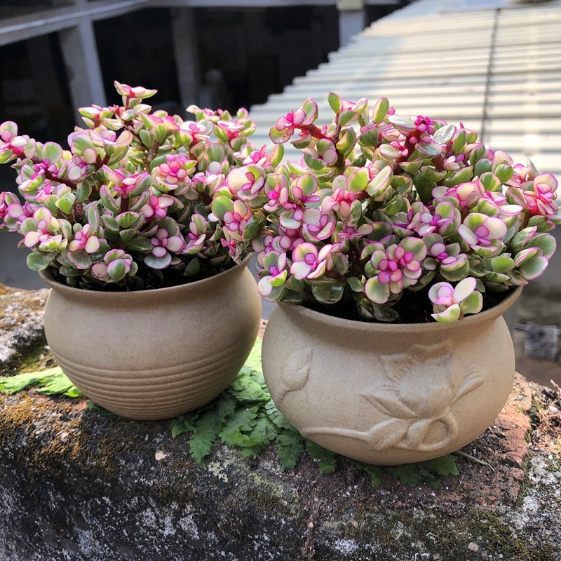  Cây ngọc bích có lá xanh tốt quanh năm, ra hoa vào mùa xuân hoặc cuối đông. Trong phong thủy, người ta quan niệm, cành lá ngọc bích tượng trưng cho sự giàu có, tiền bạc, phúc lộc. Cây này càng ra lá nhiều sẽ được quan niệm thịnh vượng càng đến với chủ nhà.