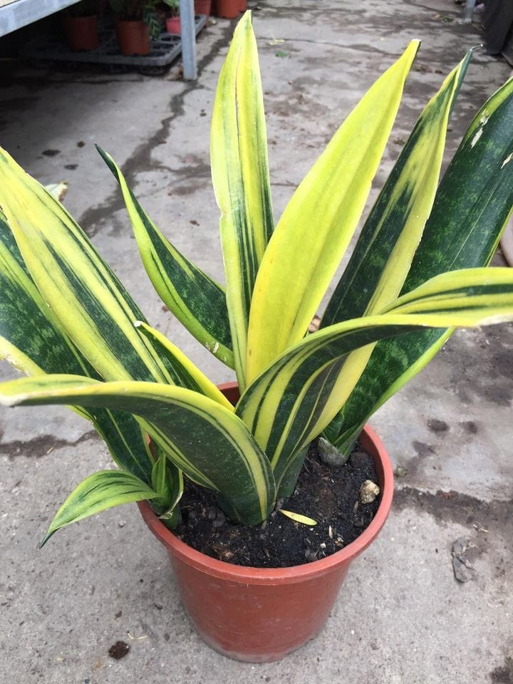 Tuy nhiên, đây là loại cây ưa ánh sáng do đó chúng cần ánh sáng quanh năm. Vào những ngày mùa hè, cây lưỡi hổ sinh trưởng tốt nhưng vào mùa đông chúng sinh trưởng chậm lại.