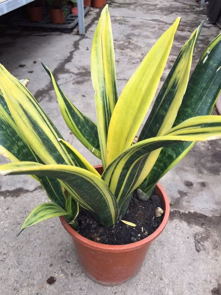 Tuy nhiên, đây là loại cây ưa ánh sáng do đó chúng cần ánh sáng quanh năm. Vào những ngày mùa hè, cây lưỡi hổ sinh trưởng tốt nhưng vào mùa đông chúng sinh trưởng chậm lại.