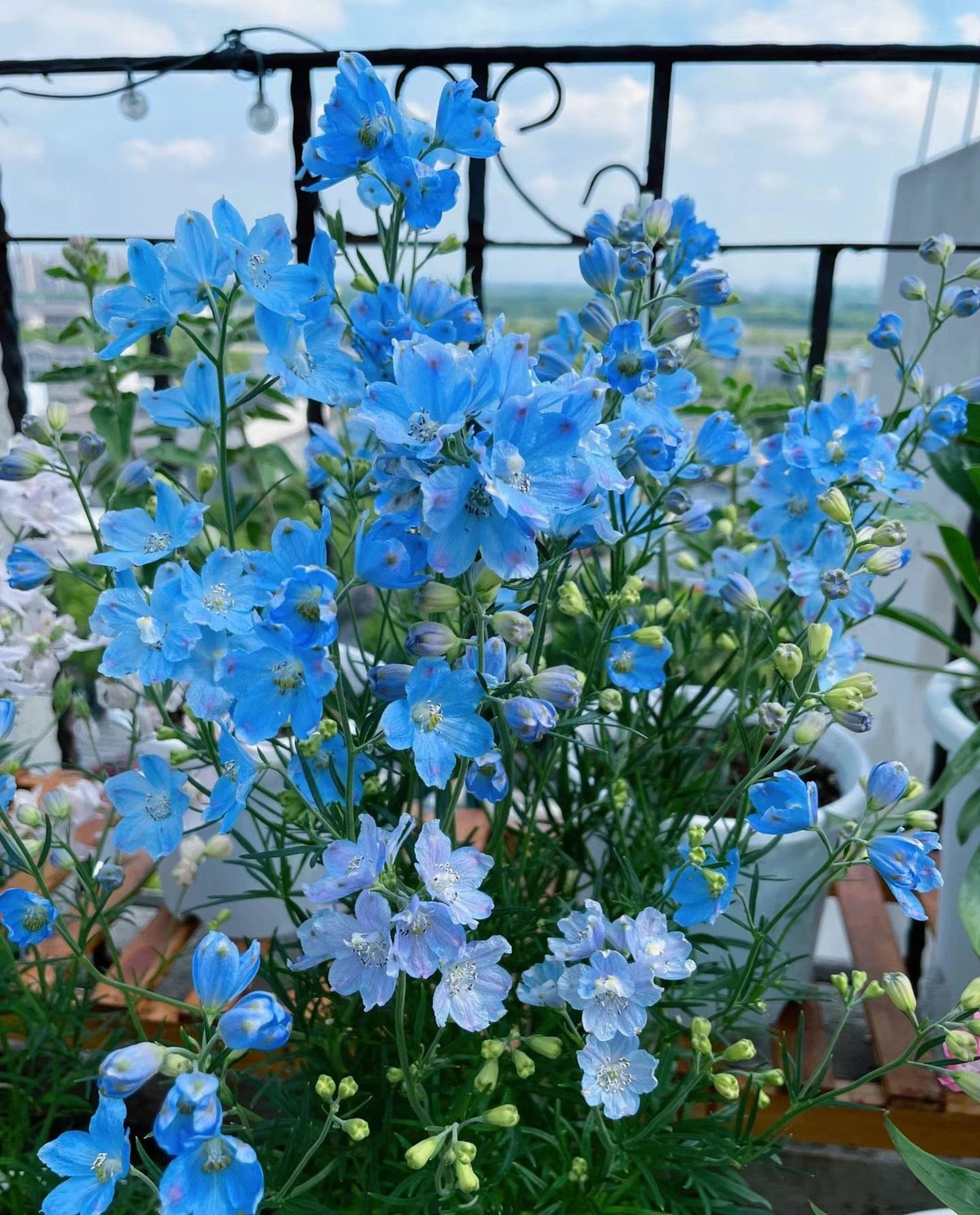 Tiểu phi yến có đặc điểm cây mọc ngắn hơn và nhỏ gọn hơn nhiều so với loài "đại phi yến" mà chúng ta thường gặp (Delphinium elatum hay Delphinium chelianthum). Hoa của chúng cũng mọc rải rác thay vì mọc thành chùm bao quanh thân và hướng lên trên như hoa phi yến.