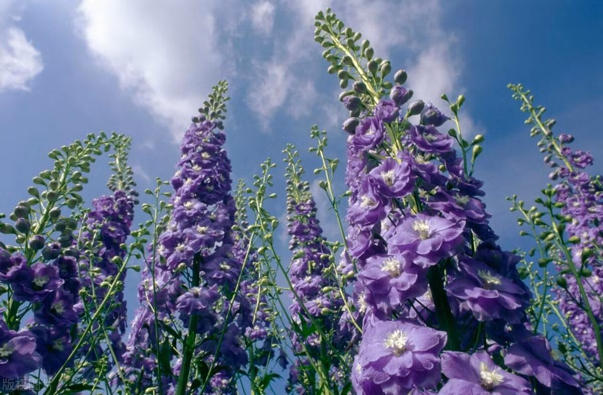 Màu xanh đầy mê hoặc của những chú chim nhạn sắp sải cánh bay đi, mang đến cho người ta sự mộng mơ và yêu ngay từ cái nhìn đầu tiên. Ảnh minh họa Toutiao 