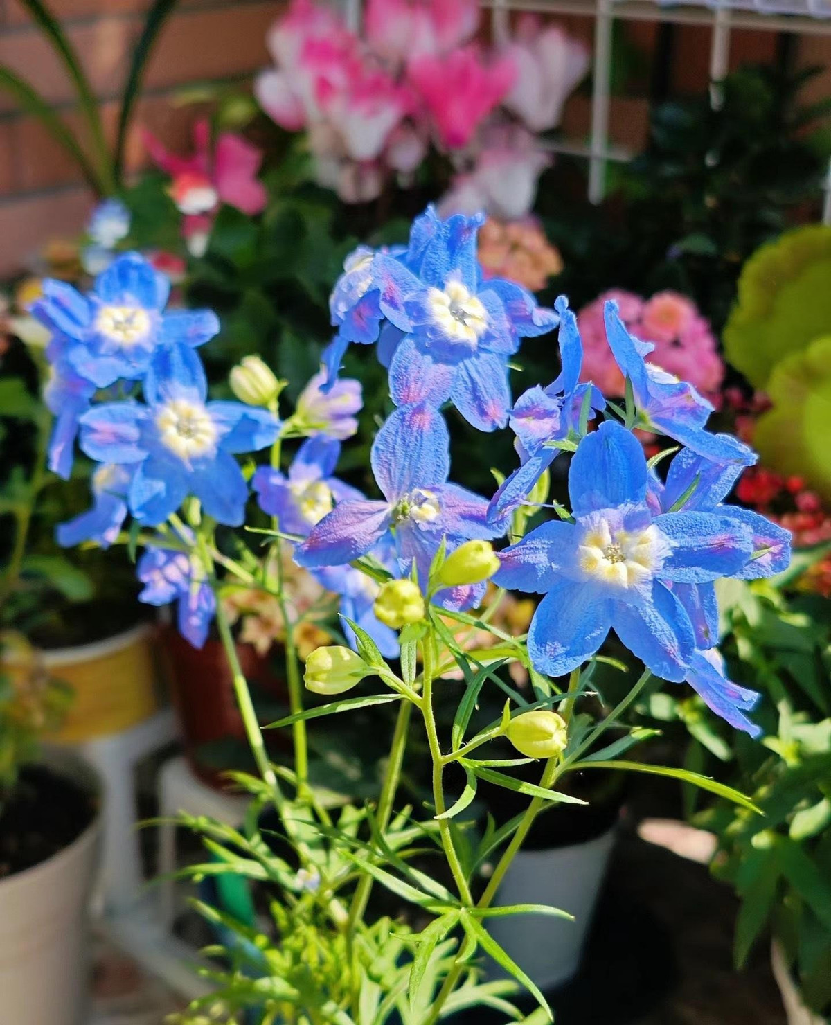 Thời gian nở hoa của một bông hoa có thể kéo dài nửa tháng. Cộng với vẻ ngoài nổi bật của nó, đương nhiên cây cảnh này trở thành loài hoa "cắt cành" được ưa thích.