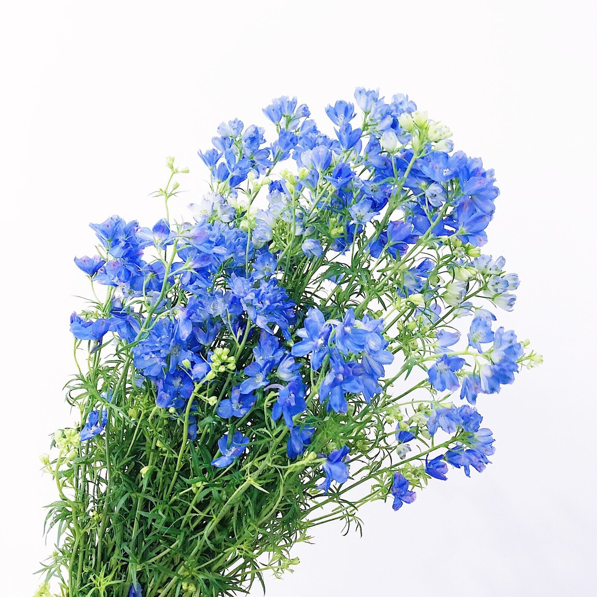  Cây cảnh này nở hoa tương đối siêng năng. Nó có thể nở hai lần một năm, vào mùa xuân và mùa hè. Thời gian ra hoa rất dài và hoa rất lớn, hoa phủ dày đặc trên cành, vô cùng ngoạn mục.