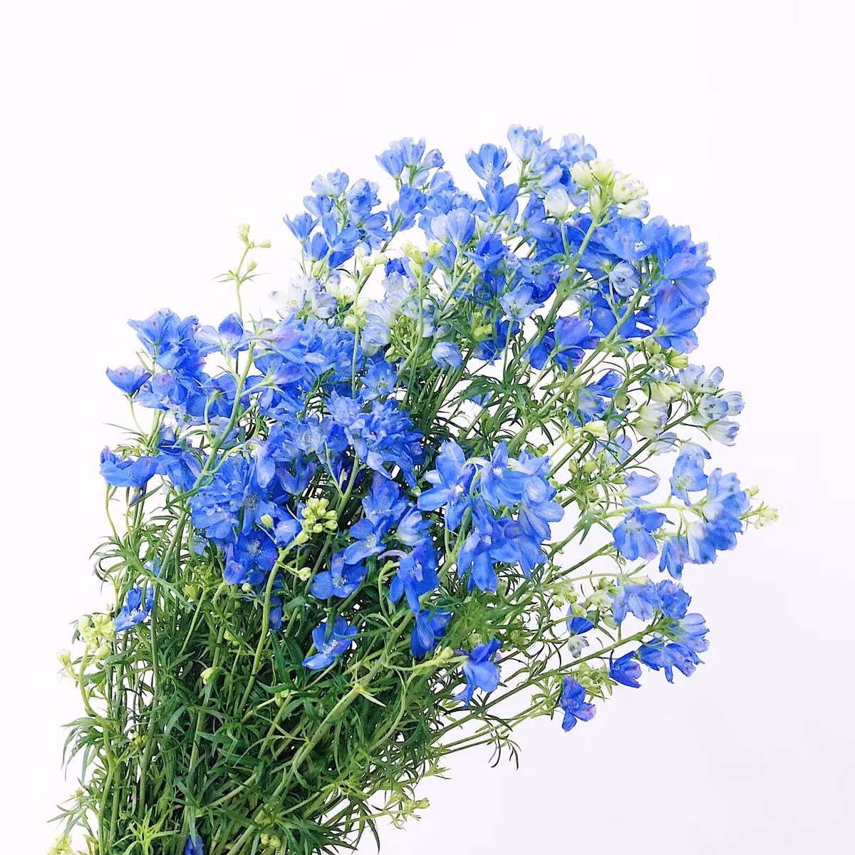  Cây cảnh này nở hoa tương đối siêng năng. Nó có thể nở hai lần một năm, vào mùa xuân và mùa hè. Thời gian ra hoa rất dài và hoa rất lớn, hoa phủ dày đặc trên cành, vô cùng ngoạn mục.