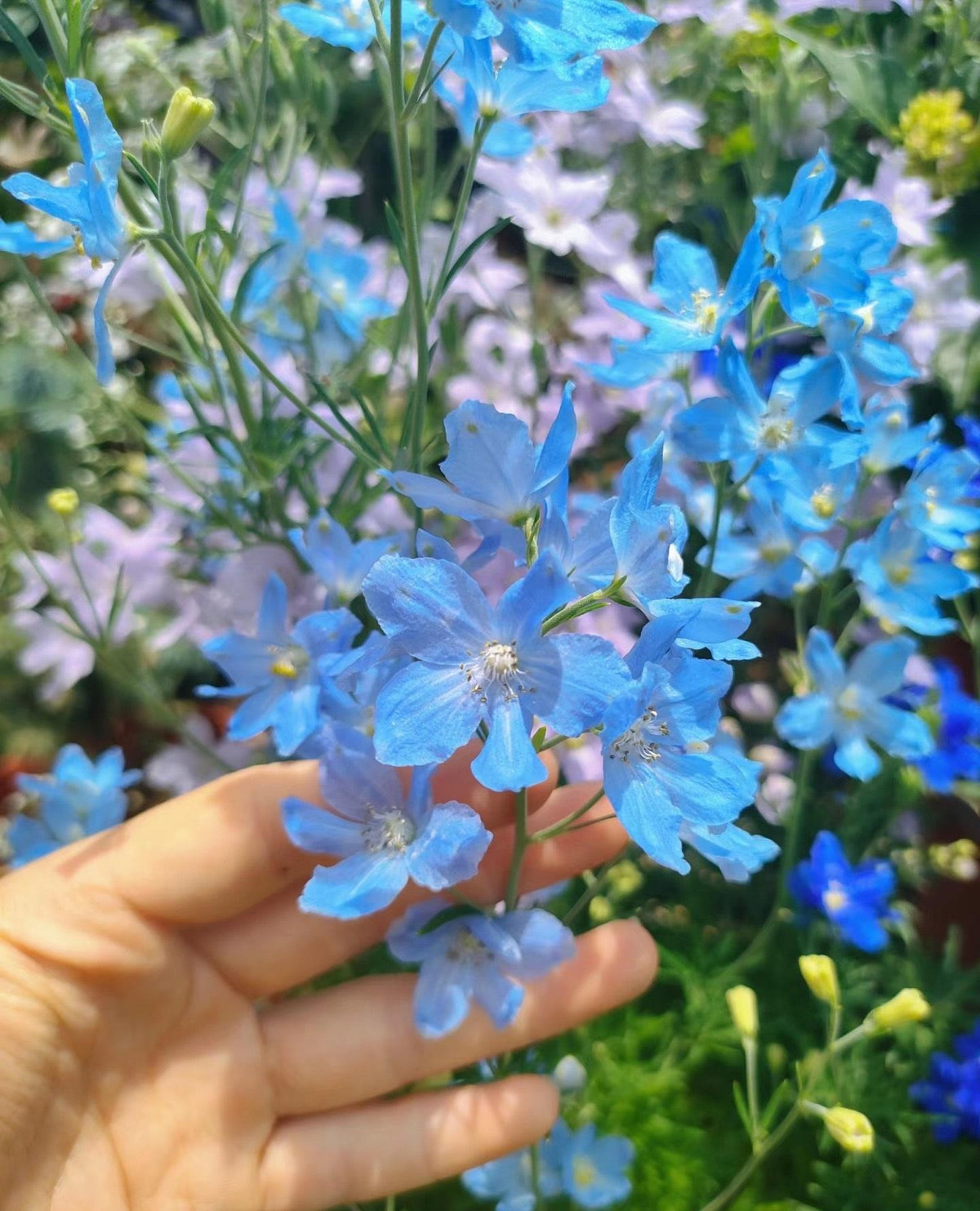 Chính vì hoa mọc rải rác mà tiểu phi yến lại mang vẻ đẹp thanh tao, duyên dáng hơn, được nhiều người yêu thích hơn hoa đại phi yến. Những cánh hoa mỏng manh có thể phát sáng dưới ánh mặt trời do cường độ sắc tố trong cánh hoa, càng khiến chúng giống như những cánh én chấp chới muốn bay lên trời xanh. 