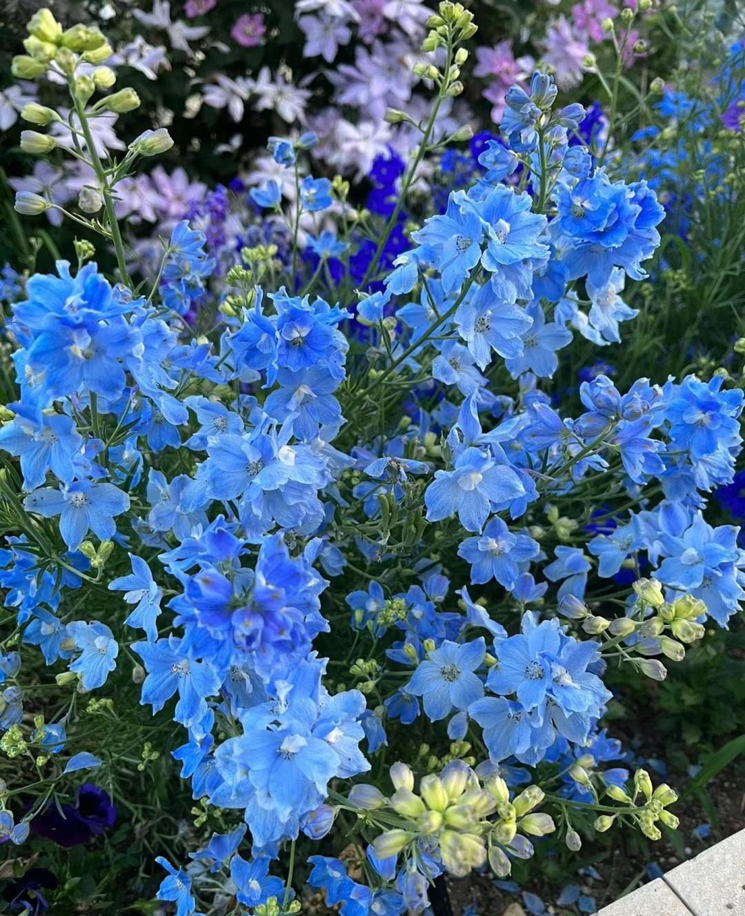 Cây cảnh này có nguồn gốc từ Nga và Trung Quốc. Loài hoa này có 1 số giống cây phổ biến với nhiều màu sắc, rất được ưa chuộng trồng trong các khu vườn, bao gồm: Bướm xanh (Blue Butterfly), Buổi sáng mùa hè (Summer Morning), Ngôi sao mùa hè (Summer Stars), Gương xanh (Blue Mirror).