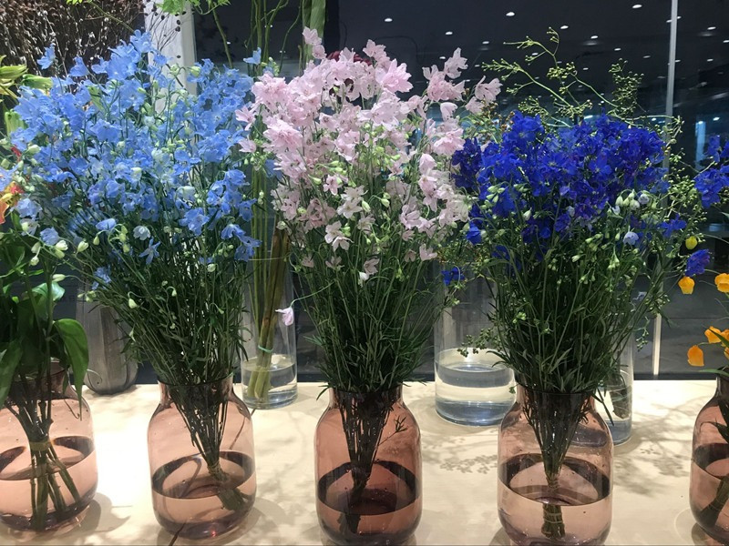 Những cánh hoa tiểu phi yến mỏng manh, rung rinh nhẹ nhàng theo làn gió, tự do, tươi mát, màu xanh lam vừa tĩnh lặng vừa nhẹ nhàng tựa như bầu trời lại tựa như đại dương xanh, mang đến cho người ta trải nghiệm như mơ. Trồng cây cảnh này trong vườn nhà sẽ cho bạn bữa tiệc thị giác tuyệt vời.