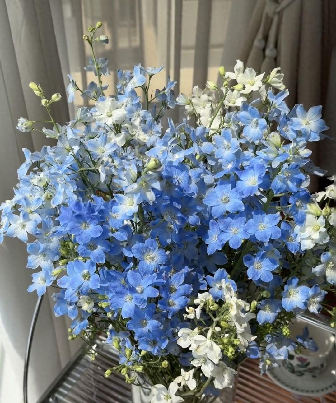  Cây cảnh này mang tên một loài chim rất đáng yêu: Tiểu phi yến. Những bông hoa màu xanh với những "đôi cánh" mỏng manh như bay lên trong gió, mang vẻ đẹp vui tươi, kiêu sa như chính tên gọi của nó.