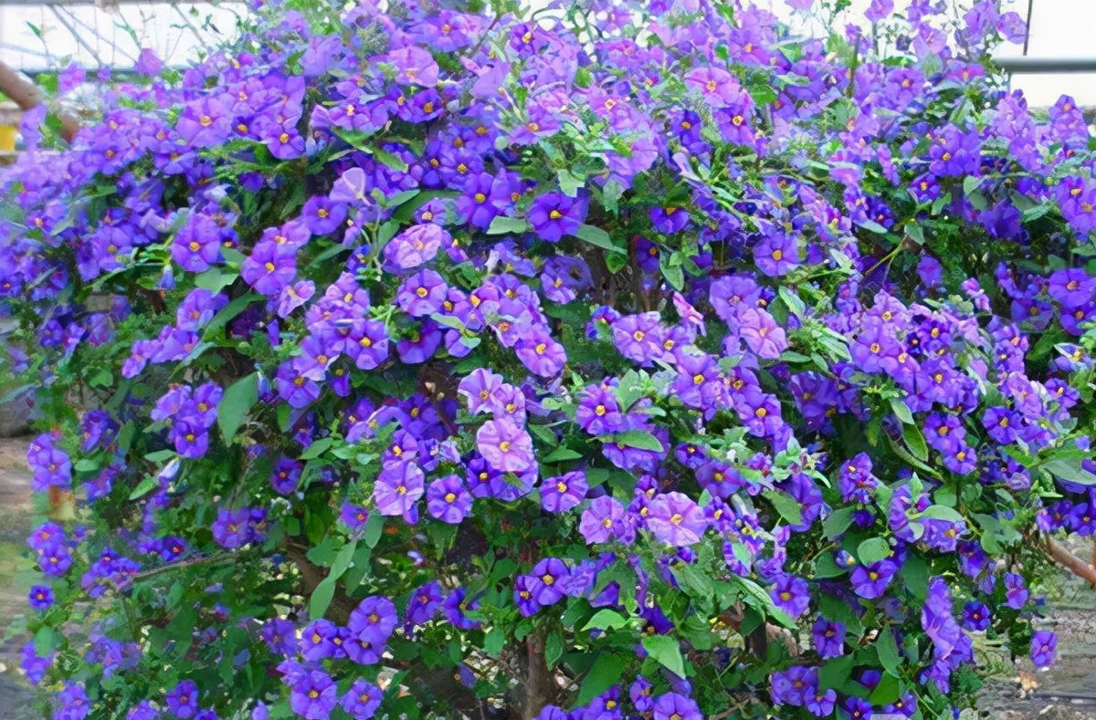 Trong thế giới những bông hoa màu xanh này, có 1 loài rất mộc mạc nhưng lại có những bông hoa xanh rất xinh đẹp: hoa cà xanh.