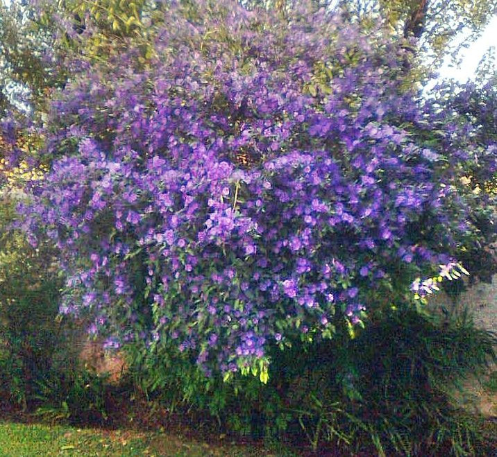 Thời gian ra hoa của hoa cà xanh kéo dài và nở liên tục quanh năm khiến nó trở thành một loài hoa đáng yêu đáng để chiêm ngưỡng. Màu xanh tím của chúng đẹp như tranh vẽ, quyến rũ, đầy mê hoặc. Khi kết trái, hoa cà xanh sẽ cho những quả mọng màu đỏ cũng khá xinh đẹp. 