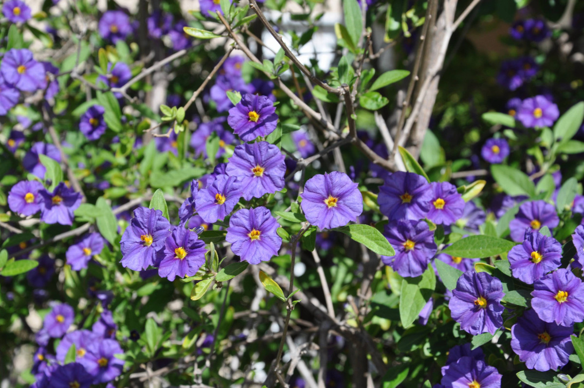 Đây là một loài thực vật có hoa thuộc họ Cà (Solanaceae), là chị em của khoai tây và cà chua. Loại cây bụi thường xanh này có thói quen sinh trưởng rộng rãi, phát triển cả chiều cao và bề rộng khoảng 1m8m.