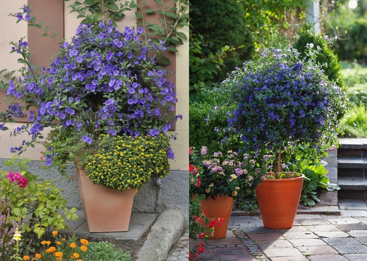 Hoa cà xanh có tên tiếng Anh khá lạ Blue Potato Bush (cây bụi khoai tây xanh), tên khoa học là Lycianthes rantonneti, có nguồn gốc từ Argentina và Paraguay ở Nam Mỹ.