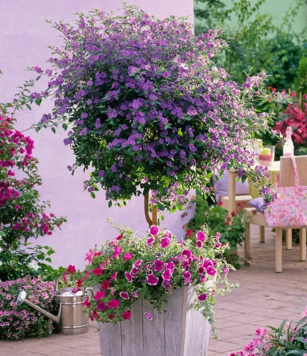  Cây cảnh có hoa nhiều và thời gian ra hoa dài. Thông thường, sau khi hoa nở, những bông hoa còn lại cần được cắt bỏ kịp thời để tránh cánh hoa bị thối trên cành và gây bệnh.