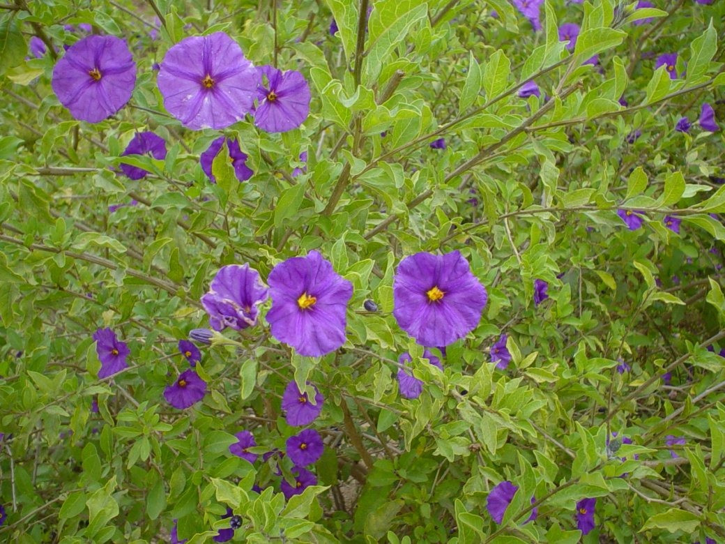 Vào mùa hè, nó nở rộ những bông hoa màu xanh tím, hình ngôi sao 5 cánh, với tâm màu vàng nổi bật, theo thười gian, nhụy sẽ chuyển sang màu oải hương hoặc tím đậm, rất xinh đẹp, đáng yêu. Hoa có mùi thơm nhẹ, mong manh.