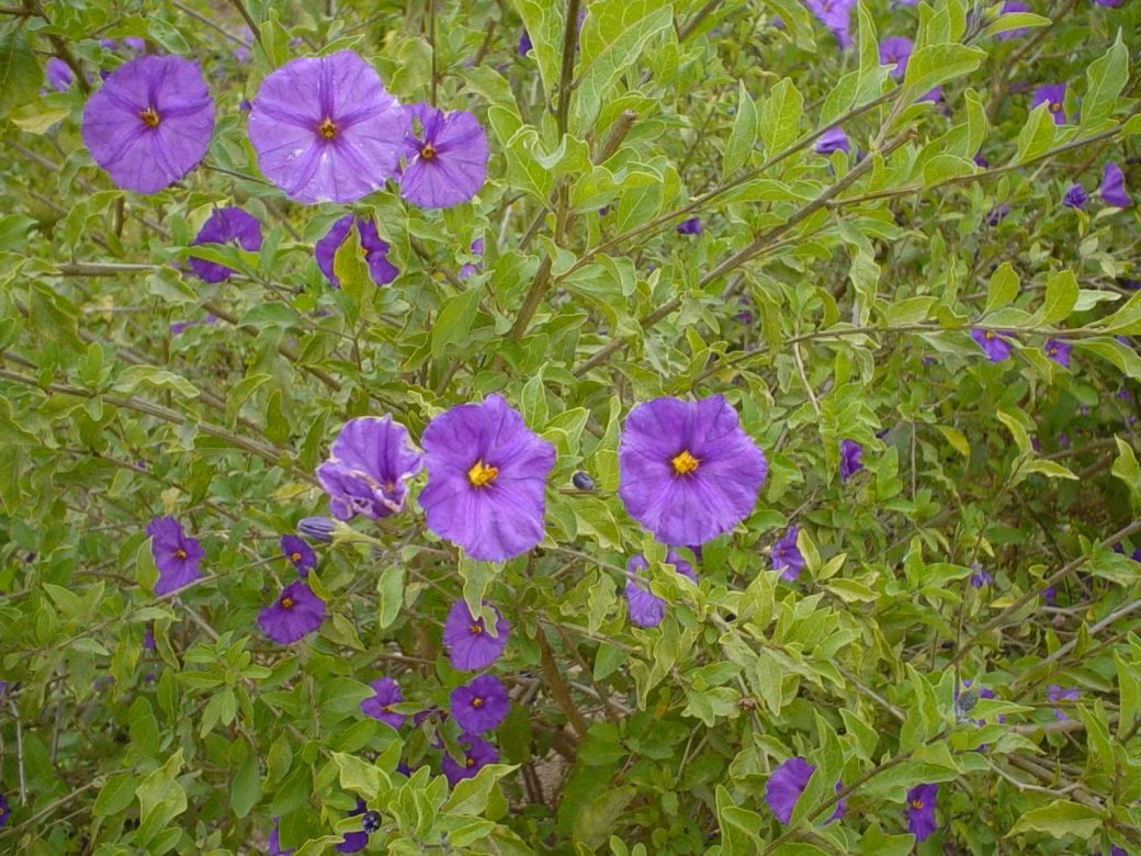 Vào mùa hè, nó nở rộ những bông hoa màu xanh tím, hình ngôi sao 5 cánh, với tâm màu vàng nổi bật, theo thười gian, nhụy sẽ chuyển sang màu oải hương hoặc tím đậm, rất xinh đẹp, đáng yêu. Hoa có mùi thơm nhẹ, mong manh.