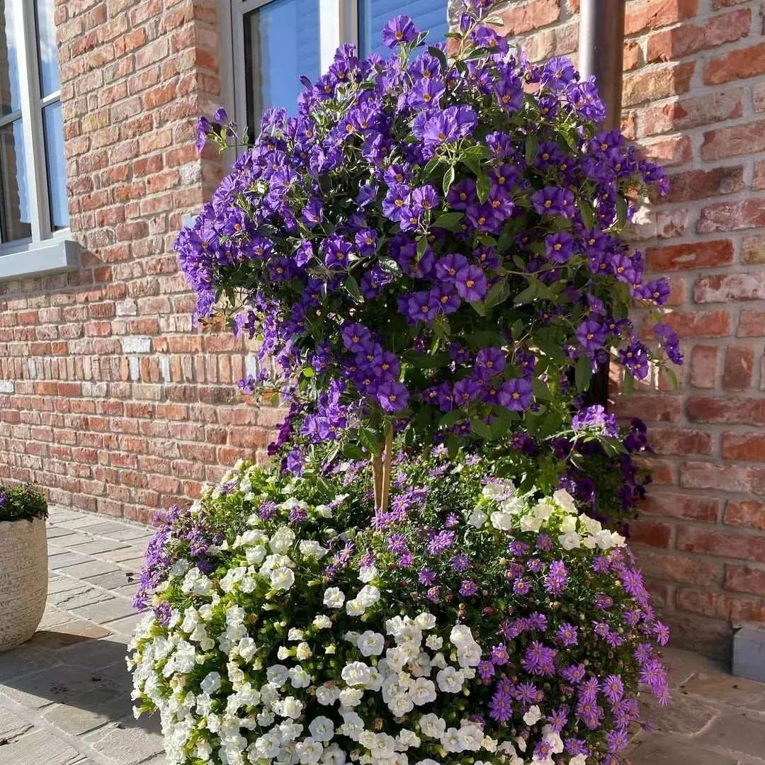  Cây cảnh này thích môi trường ấm áp và có khả năng chịu nhiệt độ cao nhất định, nhưng khả năng chịu lạnh tương đối kém. Nhiệt độ phát triển tốt nhất là từ 20 - 30 độ. 