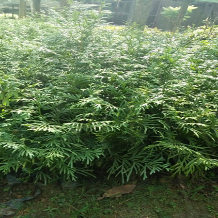  Cây bách dáng cao, xanh tươi quanh năm xanh tươi, cành lá dày đặc không hề cho ánh sáng len qua do đó mang lại cho người ta cảm giác nặng nề. Hiệu ứng thị giác này có thể ảnh hưởng đến bầu không khí trong nhà, mang lại cảm giác u ám.