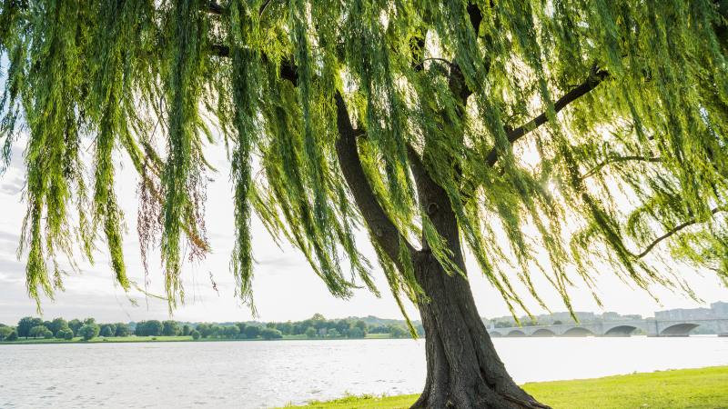 Cành liễu mềm mại, rủ xuống tuy trông rất đẹp nhưng trong phong thủy, tư thế rũ xuống này được coi là gây chán nản và không có lợi cho việc lưu thông khí khí trong nhà. Theo người xưa, nhà trồng liễu thì gia chủ gặp nhiều điều không may, hao tốn tiền của, làm bao nhiêu cũng đổ sông đổ bể.