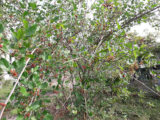 Tuy nhiên, xét từ góc độ thực tế, cây dâu quả thực không thích hợp để trồng trong sân. Cây dâu sẽ rụng nhiều trái, dễ làm ố sân, lá dễ thu hút sâu bướm, quả ngọt dễ thu hút kiến và các loại sâu bọ khác, ảnh hưởng nhất định đến môi trường sân nhà.