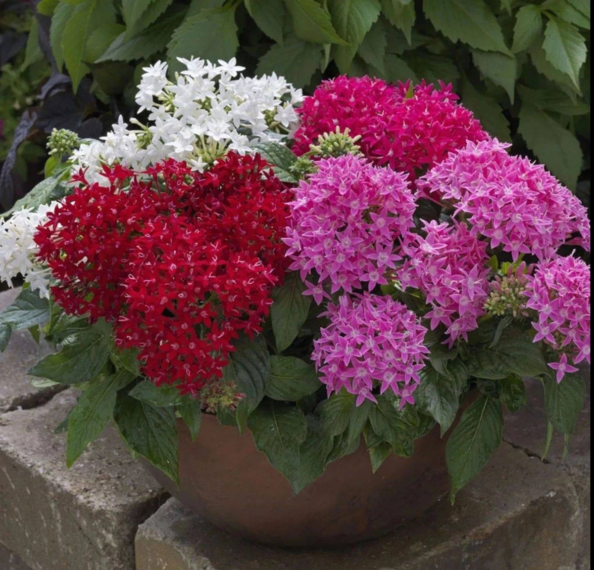  Hoa diễm châu là cây cảnh có vẻ đẹp giản dị, đáng yêu. Diễm châu còn có tên gọi là cúc diễm châu, viễn châu, hoa sao Ai Cập hay hoa ngũ sao. Loài hoa này có nguồn gốc từ đất nước xinh đẹp Yemen và một số nước Đông Phi. 