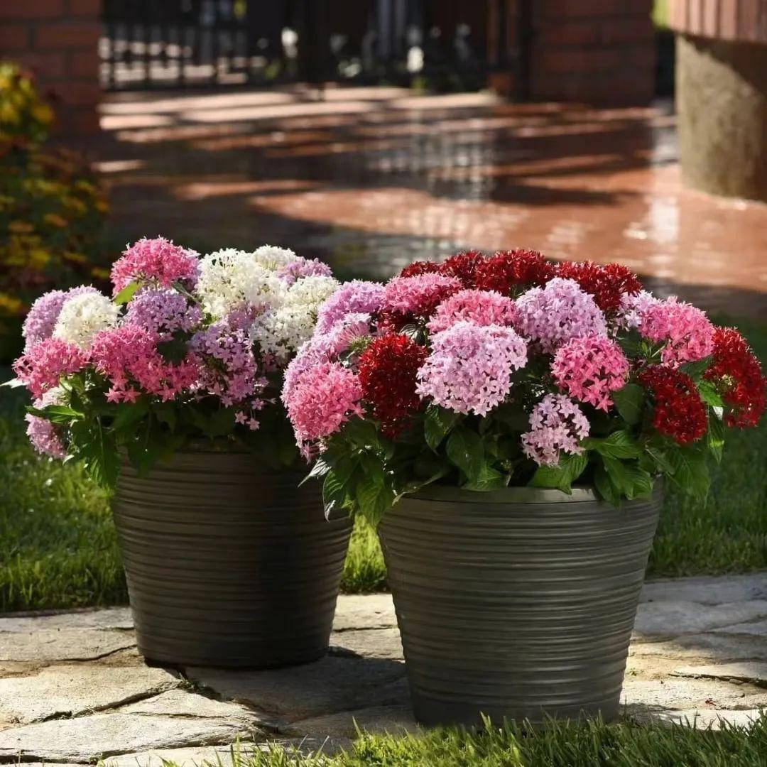 Hoa viễn châu có 5 cánh, màu sắc đa dạng như đỏ, hồng, tím, trắng... Hoa mọc thành cụm tạo thành các "quả bóng" tròn. Nếu chỉ nhìn hoa sẽ thấy hoa diễm châu giống hoa mẫu đơn ta, hoa cẩm tú cầu hoặc hoa của cây bỏng truyền thống. 